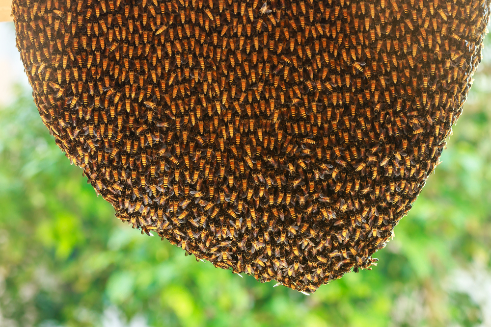 Bee Hive Removal Jaipur
