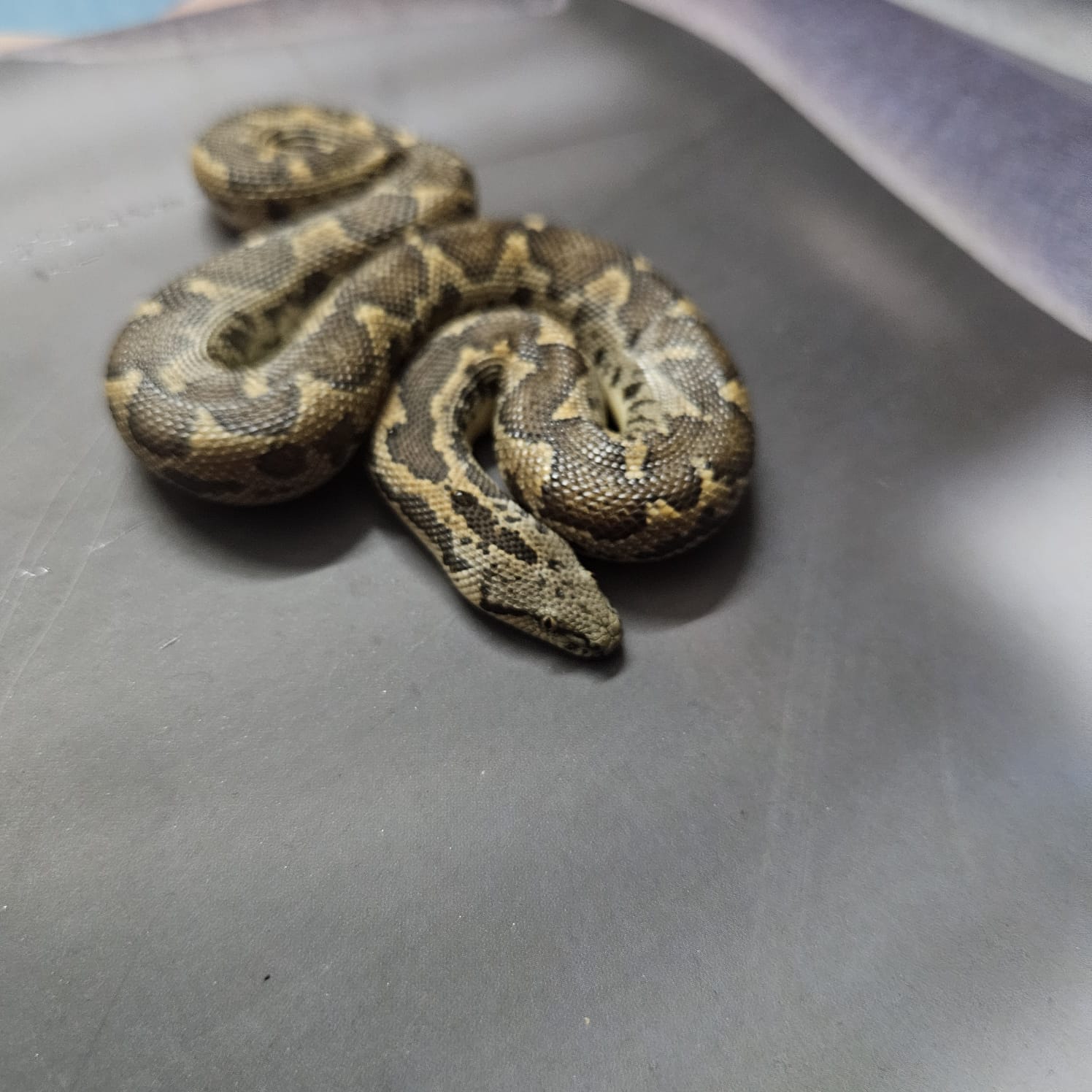 Snake Rescue jaipur