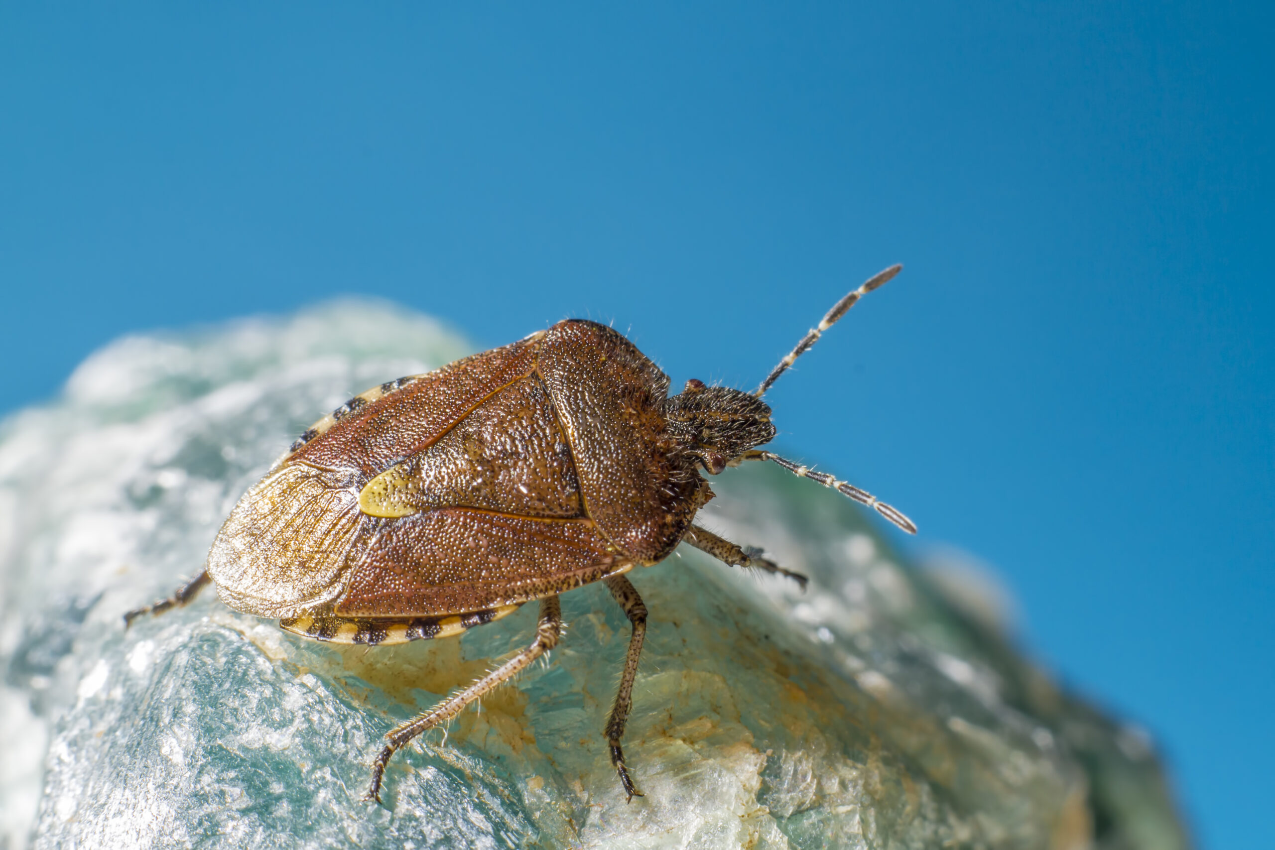 Bed Bugs Pest Control