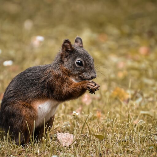 Rodent Control Service