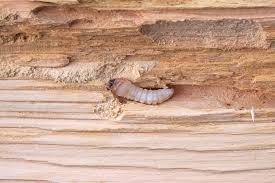 Wood Borer Treatment