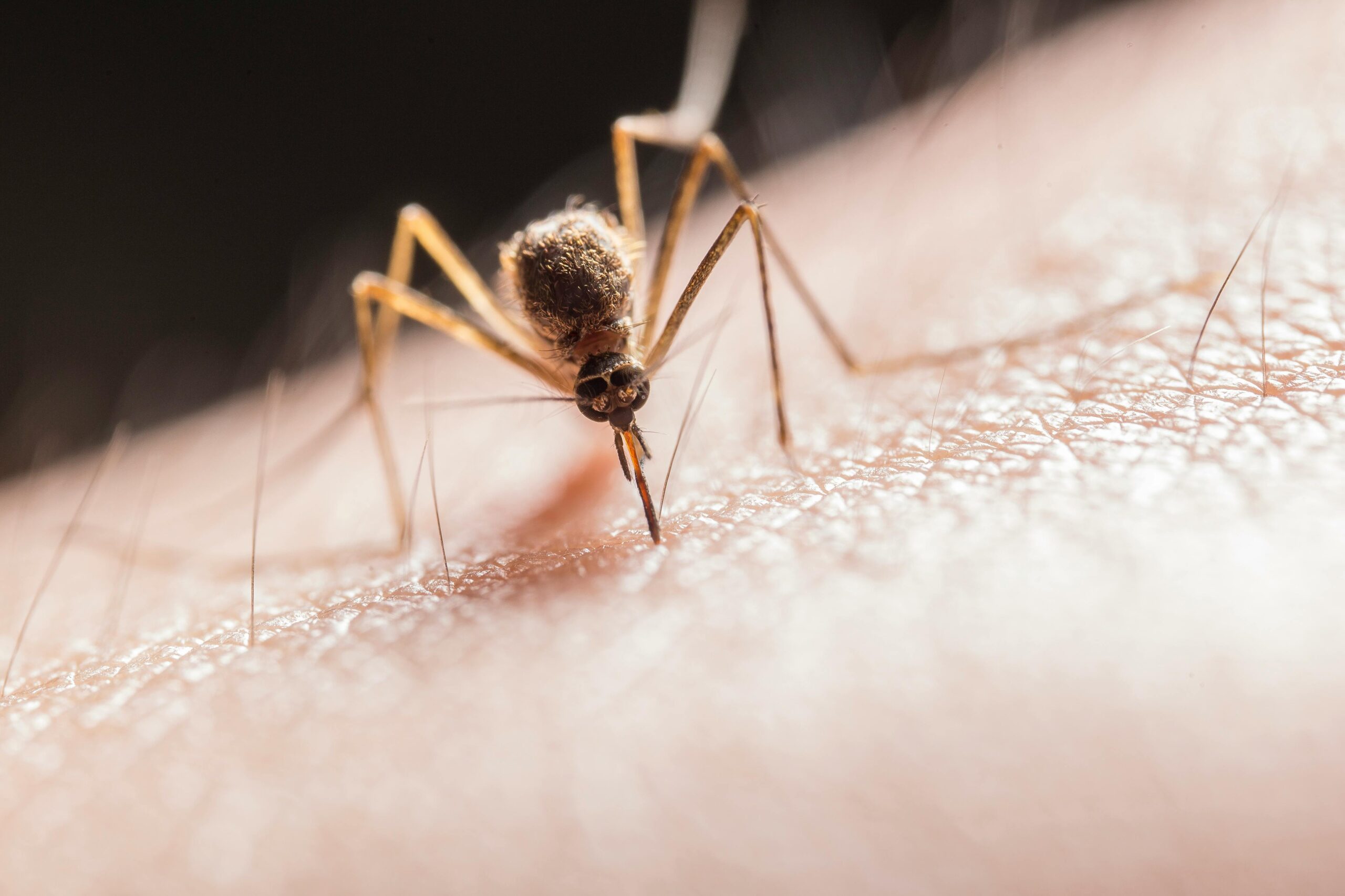 Mosquito Pest Control