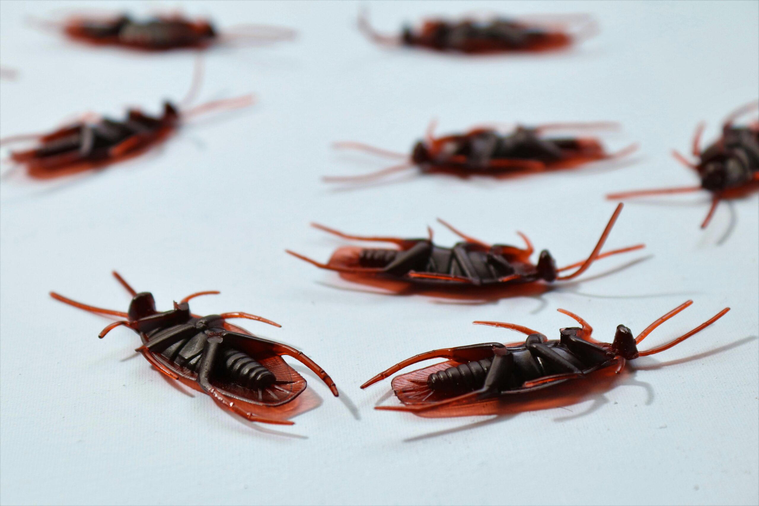 Cockroach Pest Control