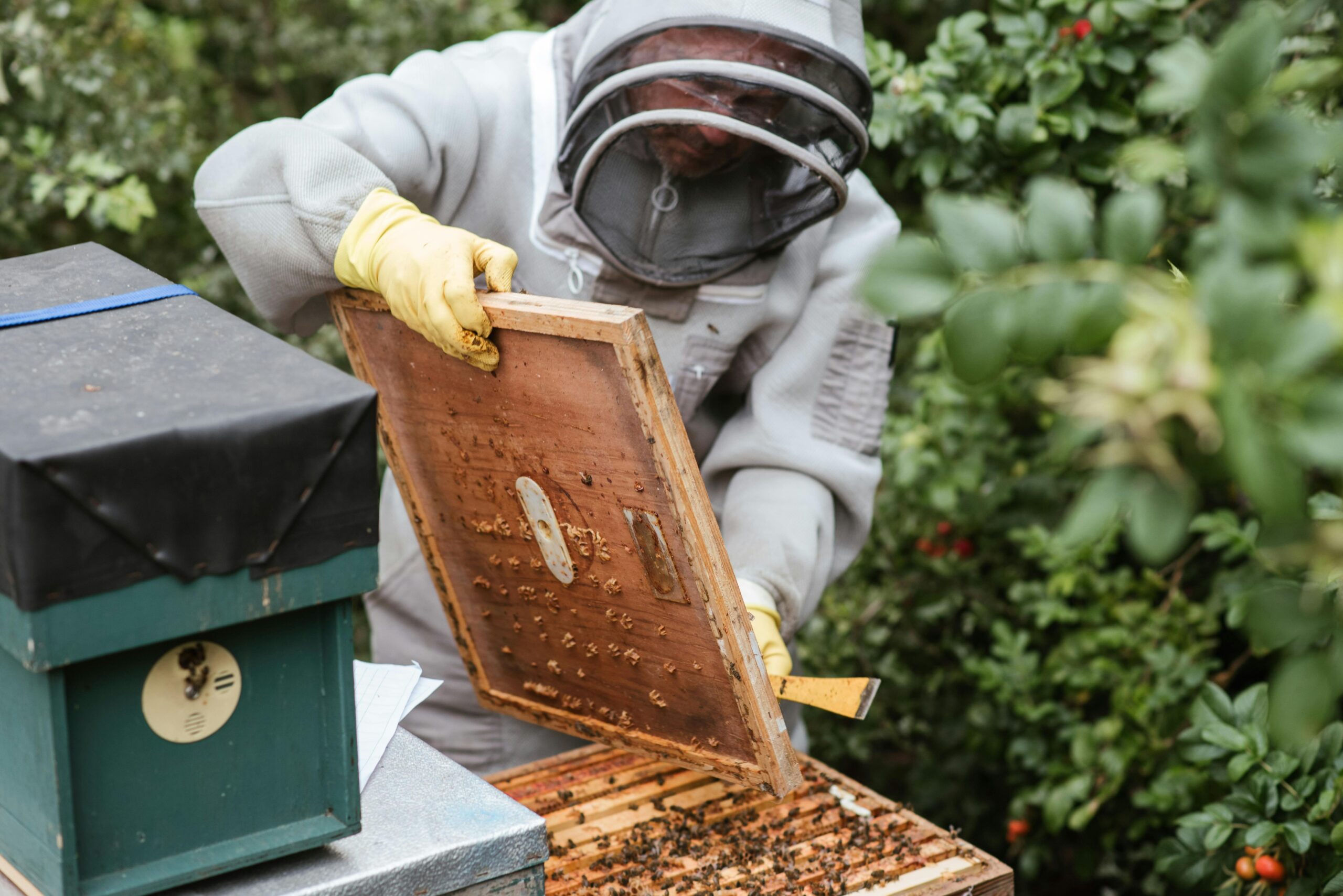 Honey Beehive Removal in Jaipur