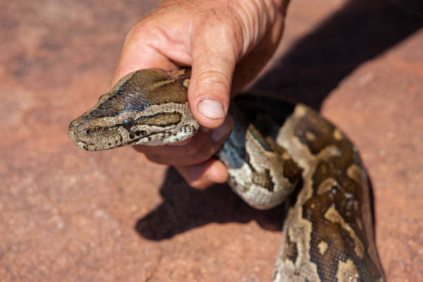 Snake Rescue Helpline Number