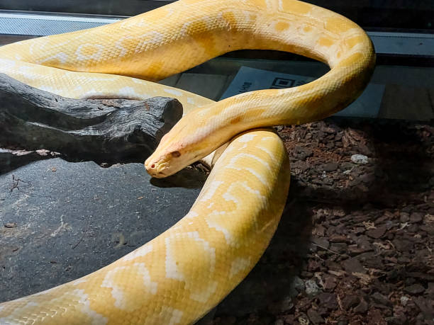 Snake Rescue jaipur